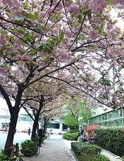 有楽町を歩いてて見つけた八重桜