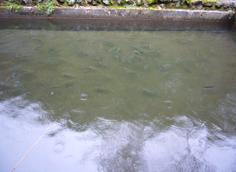 今から食われるのも知らずにゆうゆう泳ぐ魚たち